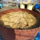 温床に小麦の脱穀殻を入れる