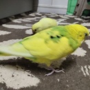 換羽の鳥たち