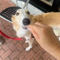 涼しいひるがの。
