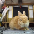 1月18日のグルーミングフォト