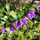 タンゴ・アン・スカイ（R.ディアンス）－猪居亜美