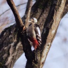 『投稿：BORG89EDによる野鳥　アカゲラ・アオゲラ・トラツグミ　2021/01/30』の画像