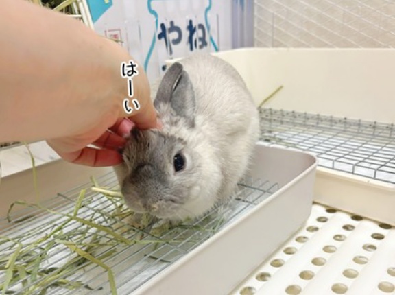 うさぎのルリ(1/16追記)