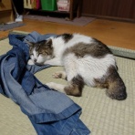 世界初ネコ村　　ネコを助ける人を助ける