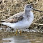 ヨット　Jennifer号 航海記　探鳥旅行記