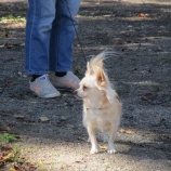 『そっぽを向くlook away　と犬の森の登録の仕方について』の画像