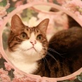 跳びたい猫。