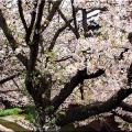 4/6(月)〝竹ヶ端運動公園〟〝集会所裏水呑川土手〟サクラ並木の散策(^.-)☆(15)