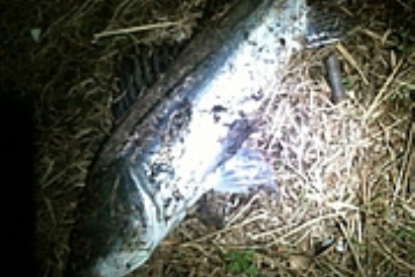 陸っぱりシーバスとかキャンプとか