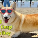 アメリカ　カルフォルニアの「地球上で最大のコーギーパーティー」