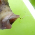 ゴールドメッキのハリ