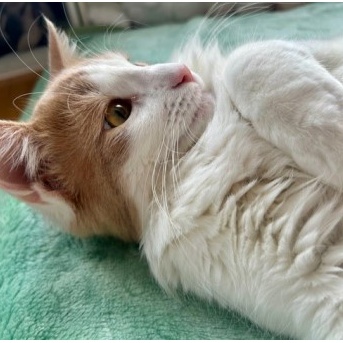 また大きくなったけど、あの猫より体重は軽い