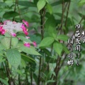 あじさい池「みちのくあじさい園」2025