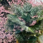 Hawaiiはやっぱり★Paradiseのblog