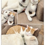 うちの犬のルカ。【８５】