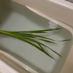 シンプルに憧れて