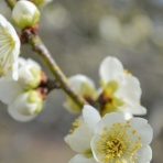 服と雑貨、ときどきカフェ「Paisible」知多市佐布里字竹ヶ鼻173