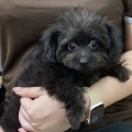 8月後半にお迎えされた子