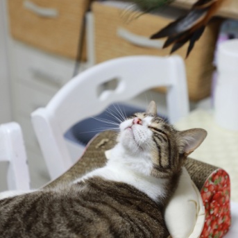 羽好き猫と歌うと来る猫。