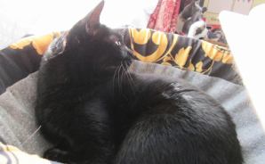 お日様と毛布は最高の組み合わせ