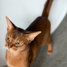 早起きしてサークルを歩くりすたんに、飼い主はビクビクしているのだよ