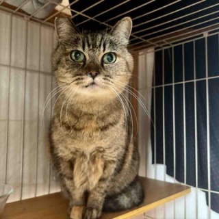 海の近くに猫と住んでる