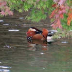 花鳥いろいろ 四季の野鳥