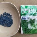 ほうれん草2026