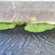 �����������衡���졡�֥�󥷥塡��ǥ�����