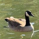 サンセットパークにいる動物たち