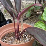 ナチュラルライフ