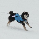 ほうだいぎスキー場のドックフィールドを体験してきたよ！