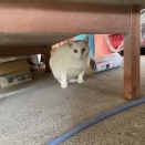 外猫、内猫