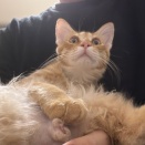 猫の要求を無視する　20260827