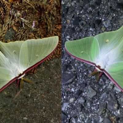 オオミズアオとオナガミズアオの違いと見分け方 : Insect trails
