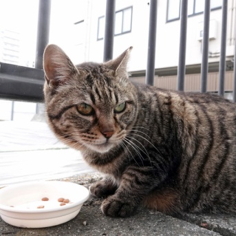 びわこねこ物語