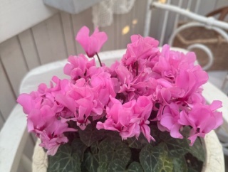 ＊100日咲き続けシクラメン〝プディムーラン〟