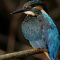 カワセミ♂