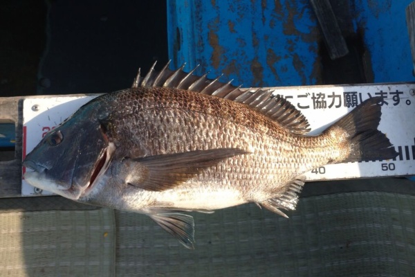 黒鯛 だんご釣り 釣果 清水港カセ釣り 21年03月