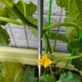 プランター菜園のきゅうり出来てきたぞ！！！（※画像あり）