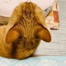 ちょっとむっちりめ