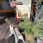 アボちゃんのアボカドブログ