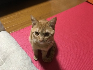 意識高い系ラーメン屋で。店員「こちらお下げしてもよろしいですか？」ぼく「えっ。まだ食べるので（食べ始めて１０分だぞ・・・）」→なんと、最高のサービスを提供するために・・・