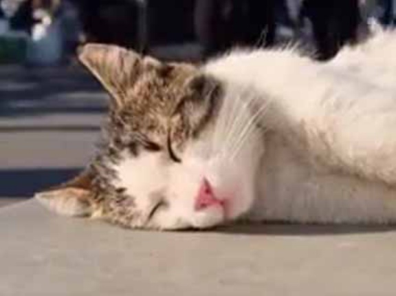 ここで暮らすネコたちは幸せそうだ。すぐ隣を電車が通っても起きない → イスタンブールの日常はこちらです…