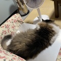 落ちてるだけじゃない夏の猫
