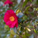 カンツバキ（Camellia sasanqua Thunb. 'Shishigashira'）