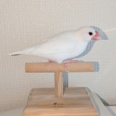 元旦の文鳥