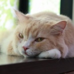 猫カフェ ねこまんまBlog