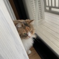 猫探し