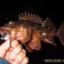 2025/12/1～10釣果